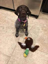 Happy Monday From Lil Dot And Her New Duck Gsp Pointer Puppies Gsp Puppies German Shorthaired Pointer Dog