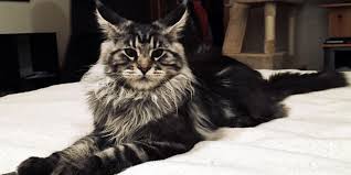 Learn more about this breed. Dynasty Maine Coon Cats Maine Coon Cats In Wisconsin Maine Coons