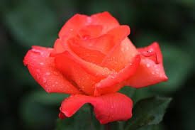 We did not find results for: Kumpulan Gambar Bunga Mawar Cantik Alamendah S Blog