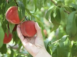 Check spelling or type a new query. Shady Brook Peaches Sumter County Tourism