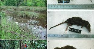 Image result for Loudetia kagerensis