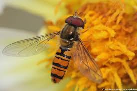 Syrphe Ou Guepe Comment Les Reconnaitre Petit Faune Faune Biodiversite
