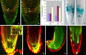 Plant growth and development are sustained by meristems. The Retinoblastoma Related Gene Regulates Stem Cell Maintenance In Arabidopsis Roots Cell