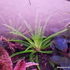 Image result for Eriocaulon truncatum