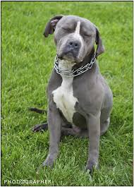 Blue brindle frenchie has a visible blue/grey coat with traces of brindle. Blue American Bulldog Pitbull Terrier American Pitbull Terrier Blue American Bulldog