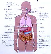 Image result for stomach