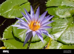 Image result for Nymphaea nouchali