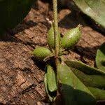 Image result for Cremaspora triflora