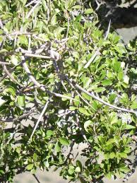 Image result for Scolopia zeyheri