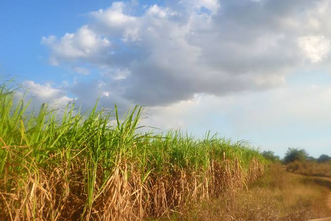 Importancia estratégica de la agroindustria azucarera en Cuba - IPS Cuba
