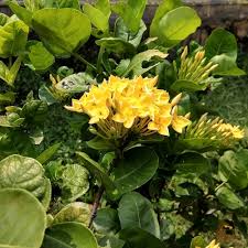 Image result for Ixora coccinea