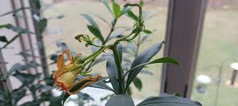 Image result for Strophanthus speciosus