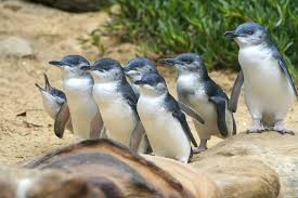 Fiordland penguins (eudyptes pachyrhynchus) are small crested penguins of new zealand's south island. Penguin Poo And Environmental Change Monash Lens