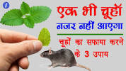 What Kills Rats Instantly
