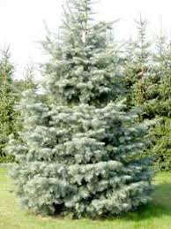 Abies Concolor Kolorado Tanne Gunstig Kaufen Winterharte Pflanzen Gartenpflanzen Pflanzen