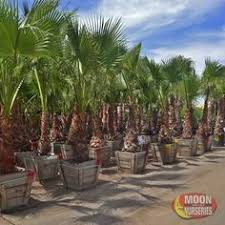 Moon valley ( hollywood ). 17 Palm Trees Moon Valley Nurseries Ideas In 2021 Valley Nursery Palm Trees Resort Style