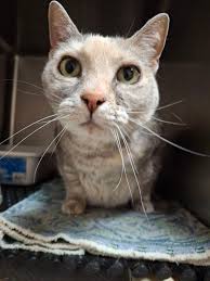 Grand Valley Veterinary Services