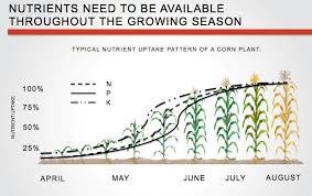 why the sudden interest in corn nitrogen models crop quest