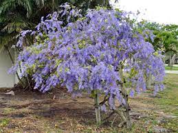 We did not find results for: Queen S Wreath University Of Florida Institute Of Food And Agricultural Sciences