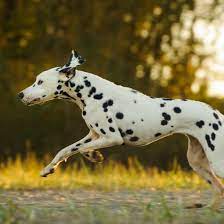 Black and white dog breeds. Black And White Dog Names