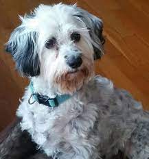 In general, a cockapoo weighs around 19 pounds to start with. Cockapoos The Cutest Dog In The World Pethelpful