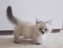 Munchkin Cats: Is Breeding Deformity Animal Abuse? - CatTime