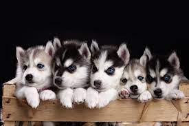 Adopt siberian husky dogs in colorado. Colorado Shelters Get 50 Pure Bred Huskies Seized From Breeder