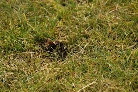 60 Genial Locher Im Garten Ratten Garten Deko