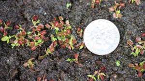 Check spelling or type a new query. Growing Venus Flytraps From Seed Flytrapcare Com