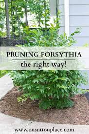 How To Prune Forsythia On Sutton Place Pruning Forsythia Plants Garden Shrubs