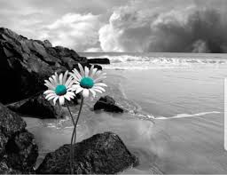 Black And White Vs Colored Pin By Mioramae On Color Splash Turquoise Teal Wall Art Color Splash Photography Splash Photography