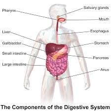 Digestive disorders
