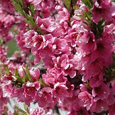 Image result for Prunus persica