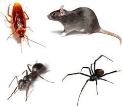 S'il nous manque une distinction concernant ce lieu de travail ou ce secteur, merci de nous en informer. Pest Control For Food Industry Safety Restaurants Commercial Kitchen