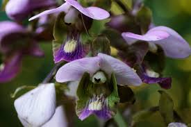 Image result for Eulophia horsfallii