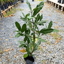 Image result for Garcinia livingstonei