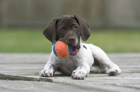The hertzko soft pet brush for dogs and cats with long or short hair is ideal for use on your german shorthaired pointer's sensitive skin, face, and paw. 13 Best Dog Foods For German Shorthaired Pointers 2021 Reviews