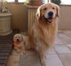 pin on golden retriever 6