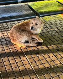 Esse cachorro está tremendo de frio no terminal Canaã. Posso ...