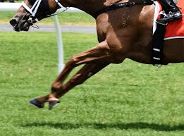 9日に札幌競馬場で行われる エルムs (3歳上・giii・ダ1700m)には、フルゲート14頭に対して17頭が登録している。 回避がなければ バスカヴィル までが出走圏内となっており、 アッシェンプッテル ・ デザートスネーク ・ ナイママ が除外対象となる。 ã‚¸ãƒ¥ãƒ¼ãƒ³säºˆæƒ³2021 ãƒ¯ãƒ³ãƒ€ãƒ¼ã‚³ãƒŽã‚·ãƒ¥ã‚¢ ä¸Šç©ã¿è¦‹è¾¼ã‚ã‚‹ã‚¯ãƒ©ã‚¹2æˆ¦ç›®ã§é€ƒã'åˆ‡ã‚Šãªã‚‹ã‹ ç«¶é¦¬ãƒ˜ãƒƒãƒ‰ãƒ©ã‚¤ãƒ³