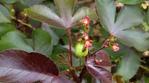 Image result for Jatropha gossypiifolia