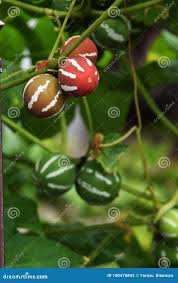 Image result for Diplocyclos