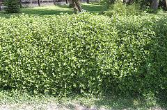 Alpine currant, or ribes alpinum, shrubs are mounding, dense and compact, making them ideal bushes for a hedge. Midwest Gardening Best Performing Shrubs