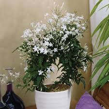 If you're looking for a scent that will fill the room, you could do worse than invest in a madagascar jasmine. Top 8 Fragrant Houseplants You Should Have In Your House Blog Nurserylive Com Gardening In India