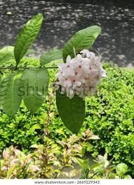 Image result for Ruspolia seticalyx