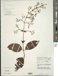 Image result for Justicia fittonioides