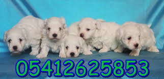 Maltes Terrier Irk Ozellikleri