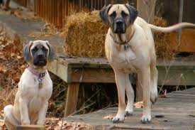 The mastiff tends to drool. Mastiff Puppies For Sale From Reputable Dog Breeders