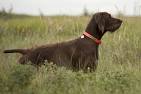 Pudelpointer Info, Temperament, Puppies, Pictures