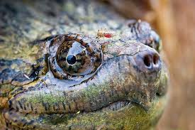 Common Snapping Turtle Common Snapping Turtle Snapping Turtle Turtle